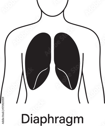 Diagram of human lungs and diaphragm