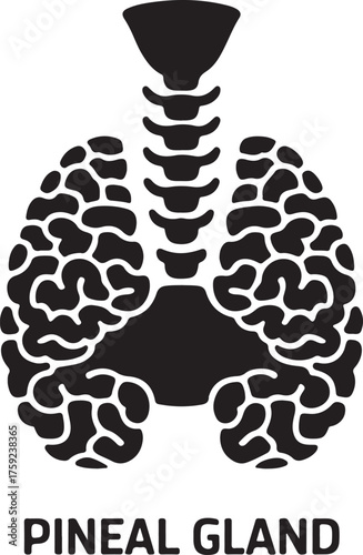 Stylized black and white illustration of the pineal gland and trachea