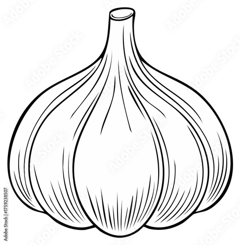 Garlic bulb outline illustration for culinary themes and seasoning concept vector