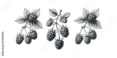 Hand Drawn Blackberries on Stems with Leaves