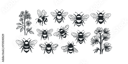 Collection of black and white bumblebees and flowers