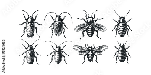 Collection of Engraved Cockroaches and Moths