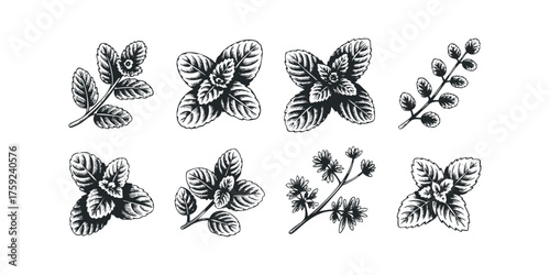 Hand Drawn Botanical Elements with Leafy Sprigs
