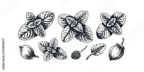 Vintage Botanical Collection of Mint Leaves and Seeds