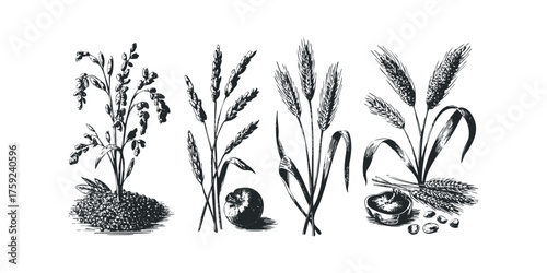 Vintage botanical drawing of wheat and grain plants