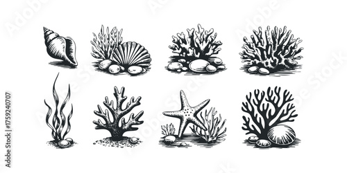 Collection of Seashells, Corals, and Seaweed