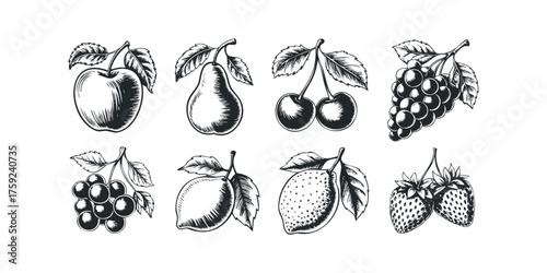 Collection of Engraved Fruits with Leaves