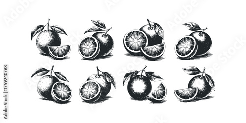 Set of hand drawn oranges with leaves and slices