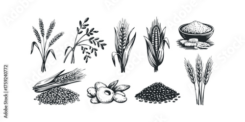 Assortment of Grain and Seed Harvest Illustrations