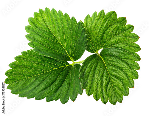 Botanical Strawberry Leaves Collection isolated on transparent background