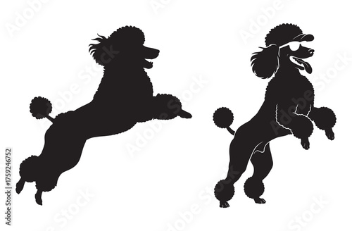 Playful Poodle Silhouettes Jumping and Posing
