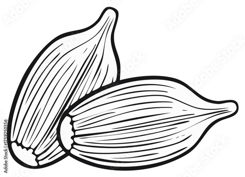 Aromatic cardamom pods line art illustration, black and white spice ingredient vector graphic
