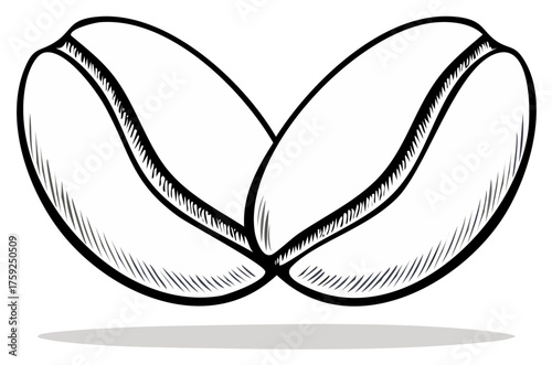 Hand drawn illustration of two intertwined coffee beans with shadow