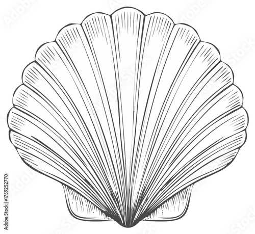Elegant Scallop Seashell Sketch Line Art Ocean Life Design Element