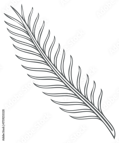 Exotic Palm Leaf Vector Illustration Design Simple Tropical Plant Outline