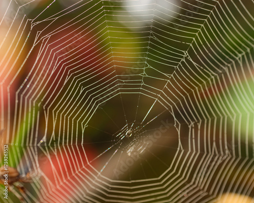 Stunning spiderweb glistening with morning dew drops, creating a beautiful natural pattern in a vibrant outdoor setting