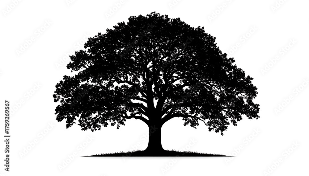 Fototapeta premium A detailed black silhouette of a leafy tree against a pristine white backdrop. The image shows a broad, symmetrical crown