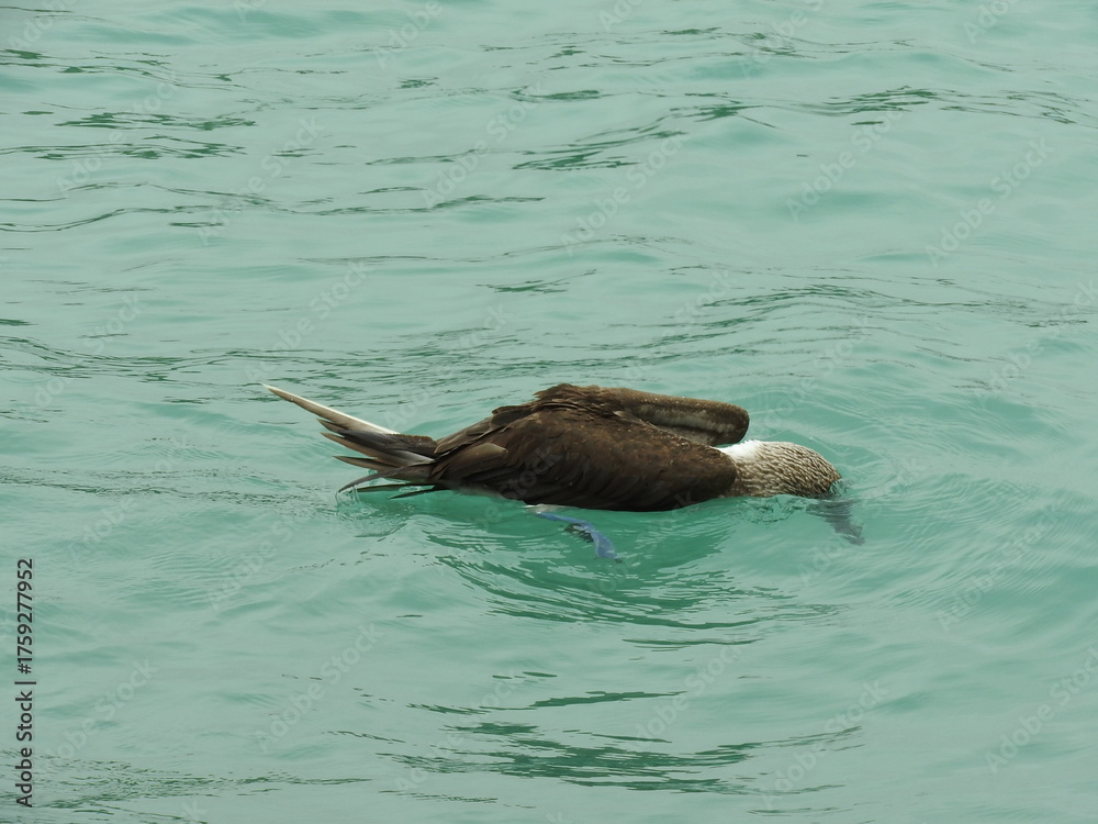 Fototapeta premium blue footed booby
