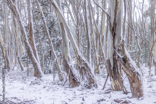 Australian gum trees in snow winter scene