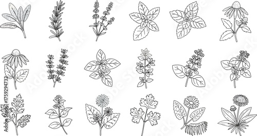 Collection of Various Herbs and Spices Illustration