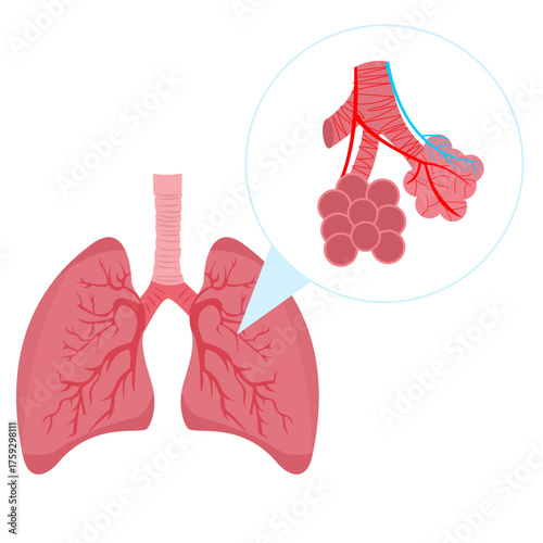 Anatomical illustration of lungs with a zoom on bronchi and alveoli, showing vital parts of the human respiratory system, flat art design style.
