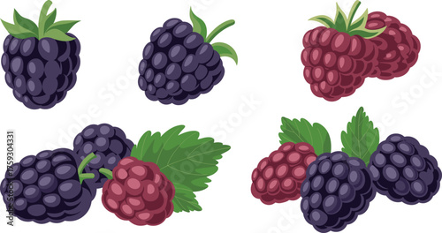 Fresh blackberry and raspberry fruit collection vector illustration with green leaves, isolated organic berries design for healthy food and natural products.