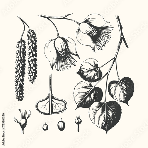 Vector art of botanical illustration of poplar tree leaves, catkins, and flower details, isolated on a cream background