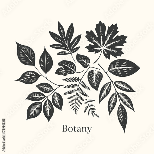 Vector art of botanical illustration of various leaves and ferns, vintage style, text botany