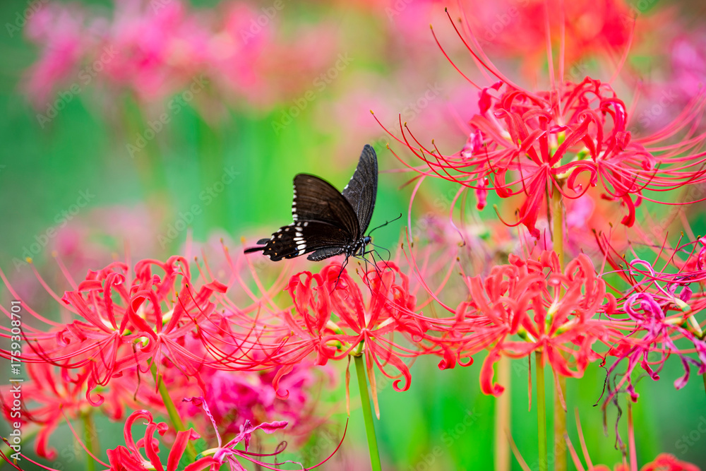 Fototapeta premium A black butterfly lands on a bright red spider lily
