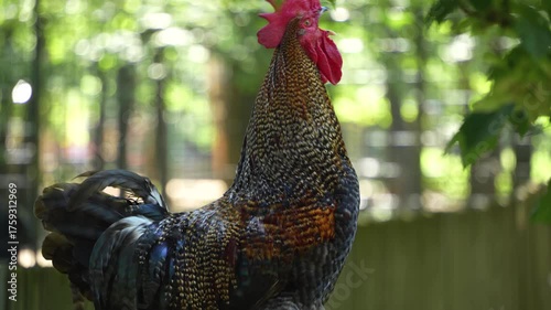 Close up of a rooster standing on a fance in spring and crowing