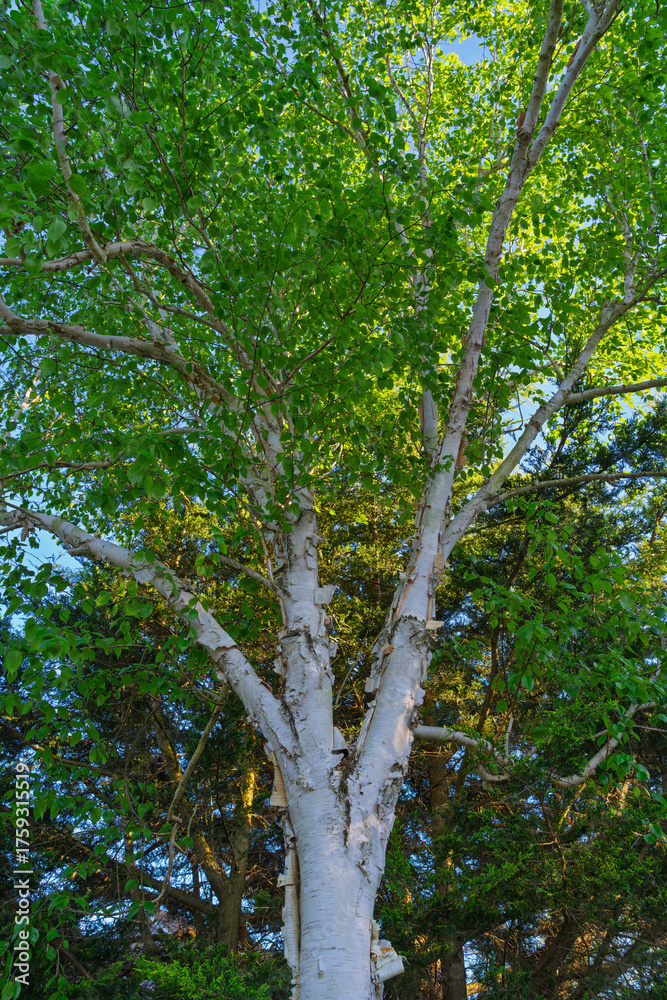 Fototapeta premium White birch tree with vibrant green leaves and distinctive bark looking up toward the blue sky. Natural forest canopy featuring multiple trunks, branches and lush summer foliage from below perspective