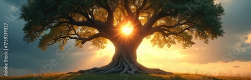 Large ancient tree with extensive roots and branches. Sun shines through the limbs and canopy, casting golden light. Scene suggests growth, strength, and life.