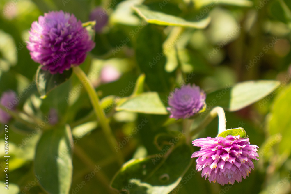 Fototapeta premium Globe amaranth blooms with vibrant clover-like flowers, symbolizing everlasting love and enduring beauty.
