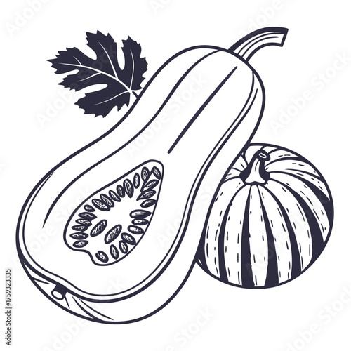 delicata squash on white background 