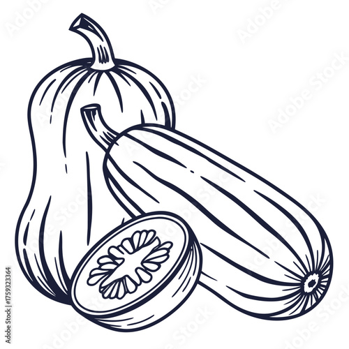 delicata squash vector