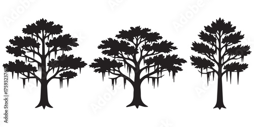 Cypress tree silhouette