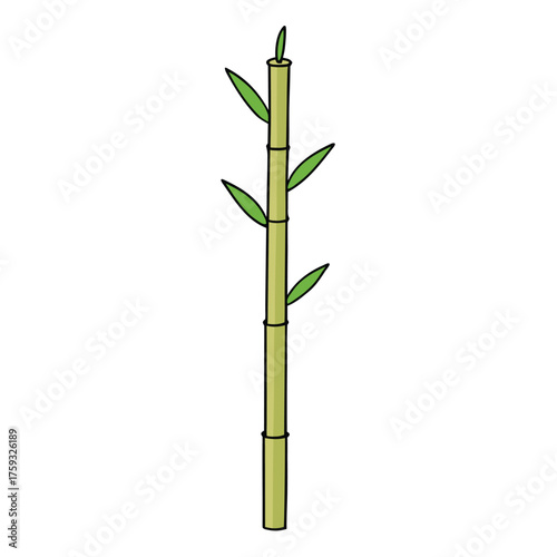 bamboo isolated on white