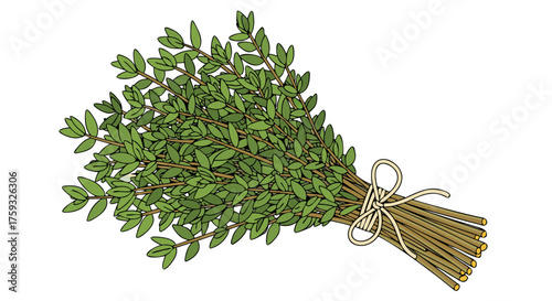 Detailed graphic of an aromatic bundle of fresh green thyme sprigs, secured with natural twine, ideal for culinary seasoning and decorative garnish