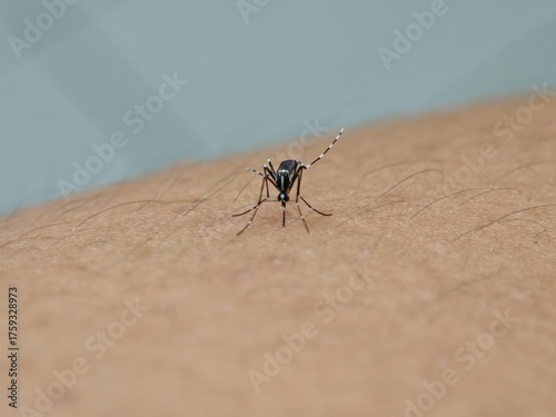 mosquito ready to suck blood on someone 