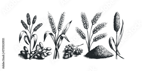 Grain and seed collection in sketch style