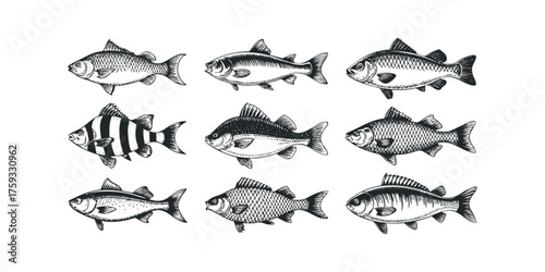 Collection of Nine Fish Species Hand Drawn on White Background