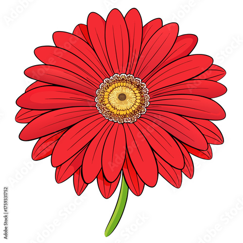 red gerbera flower isolated