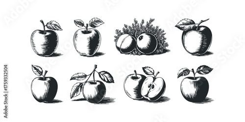 Collection of Hand Drawn Apples and Foliage