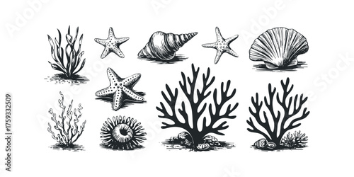 Seashore Collection of Starfish Shells and Seaweed Elements