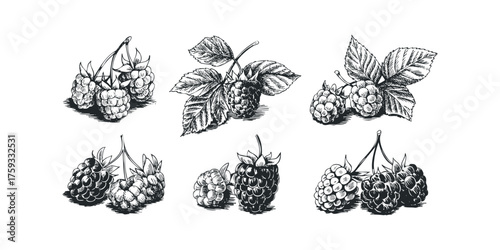 Six black and white sketches of ripe raspberries with leaves