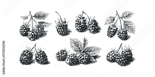 Collection of hand-drawn raspberries on branches with leaves