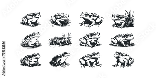 Collection of Twelve Diverse Frog Poses