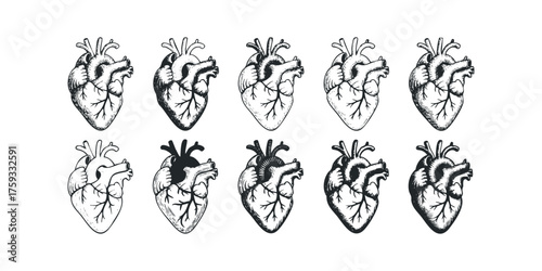 Collection of anatomical heart line drawings