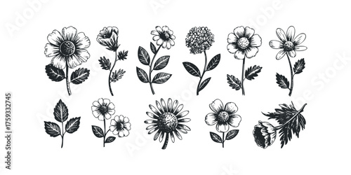 Collection of Hand Drawn Botanical Illustrations