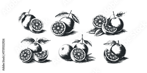 Oranges with leaves and slices depicted in a sketch style